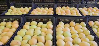 Армянские абрикосы выходят на рынок Польши: старт продаж с 8 июля
