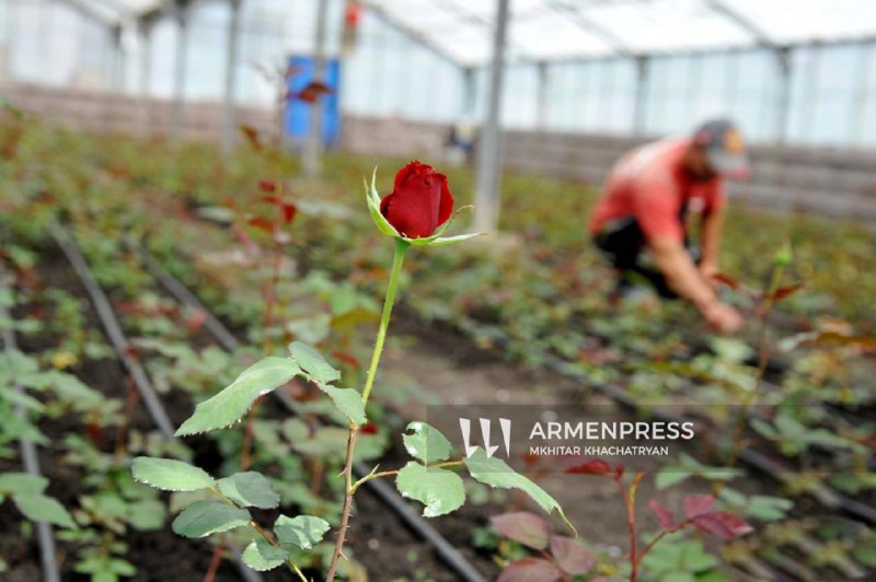 Нидерланды открывают крупнейший цветочный рынок Royal FloraHolland для производителей Армении